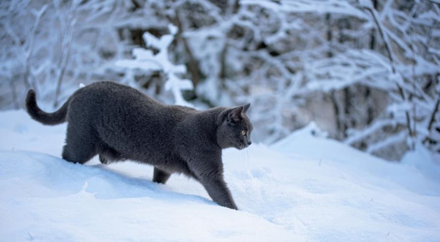 Шартрез (Chartreux) – французская порода кошек