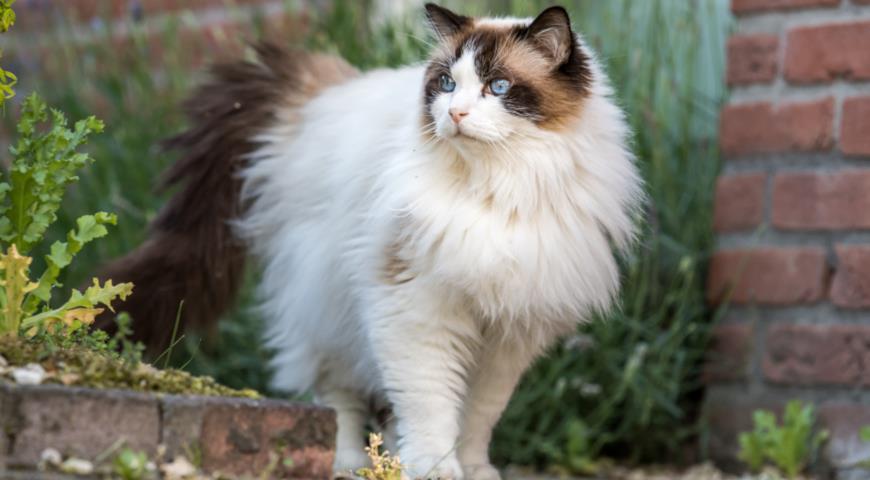 кошка породы Рэгдолл (Ragdoll)