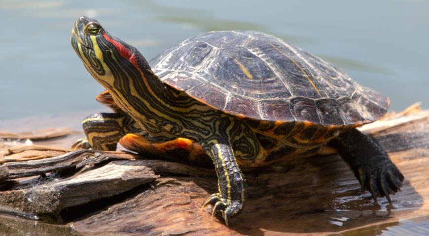 Красноухая черепаха (Trachemys scripta)?