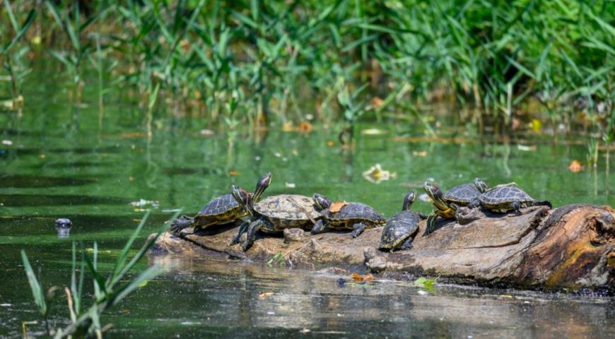 Красноухая черепаха (Trachemys scripta)​