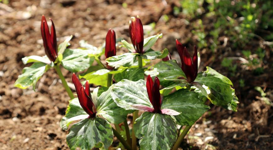 Триллиум сидячий (Trillium sessile) 