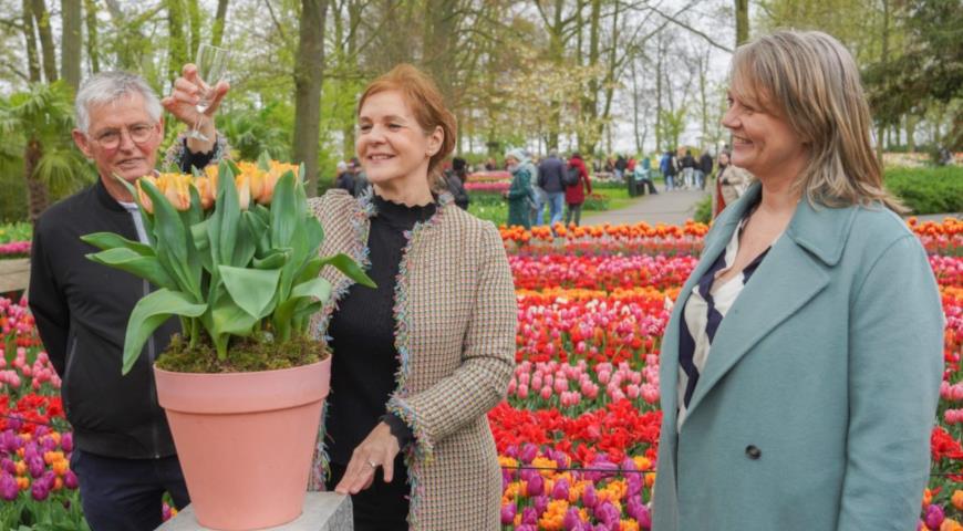 Крещенияе тюльпана Король Карл 3-й, Пресс-служба keukenhof.nl