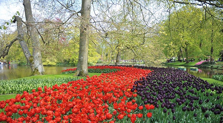 Парк Кекенхоф в 2024 году, Keukenhof