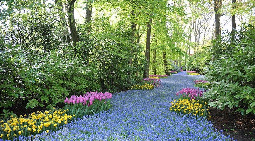 Парк Кекенхоф в 2024 году, Keukenhof, мускари