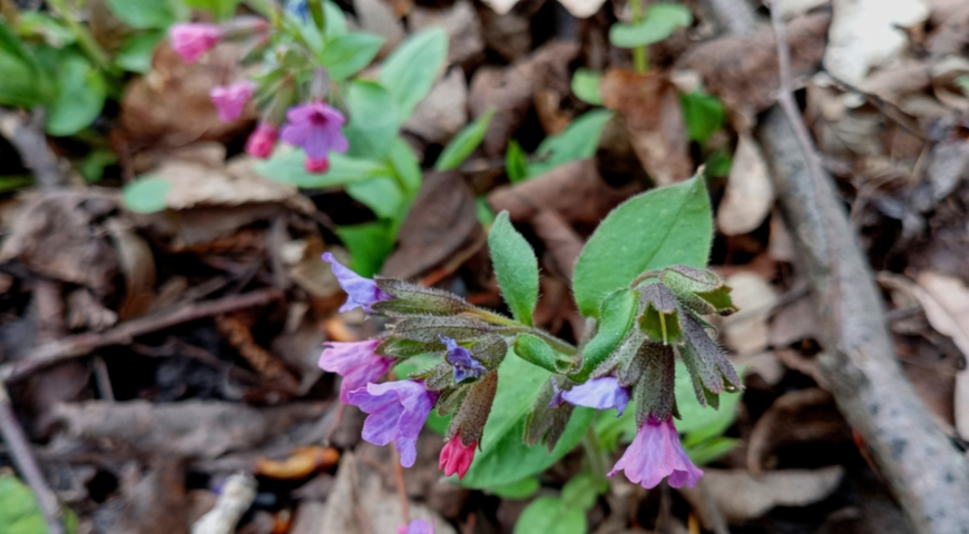  Медуница неясная (Pulmonaria obscura)