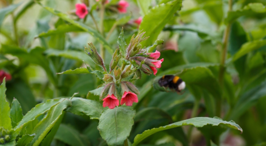 Медуница красная (Pulmonaria rubra)