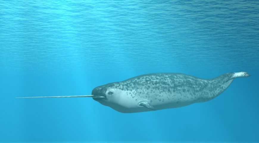 Нарвал (Monodon monoceros), удивительный кит с бивнем