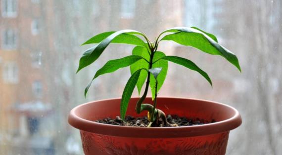 Как вырастить манго из косточки в домашних условиях
