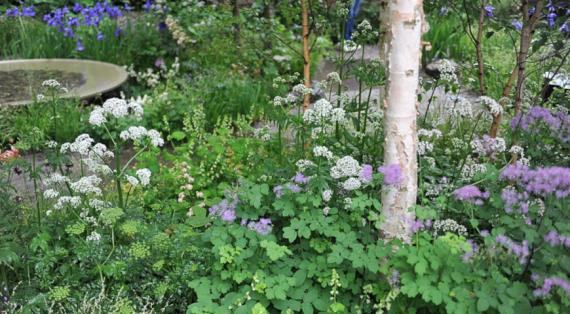 Генетическая память ландшафта: почему посреди березовой рощи нас тянет в Африку?