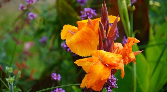 Канны, основные виды и сорта