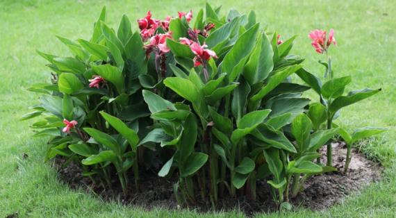 Канны: посадка и уход