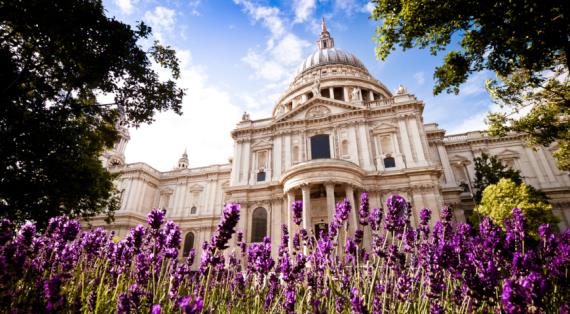 В 2025 году петуния уступит место шалфею и георгинам, мнение британских экспертов