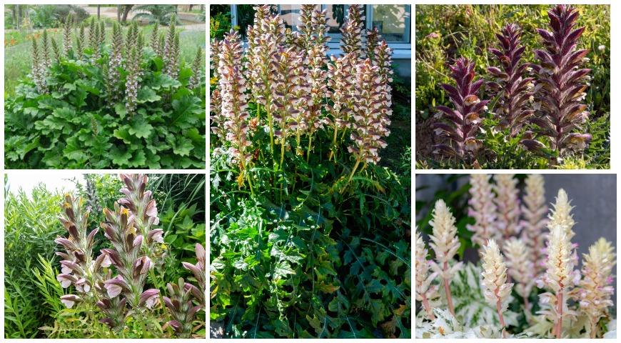 Акант (Acanthus), декоративные виды