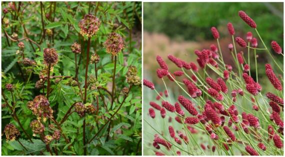 Полезные свойства кровохлебки