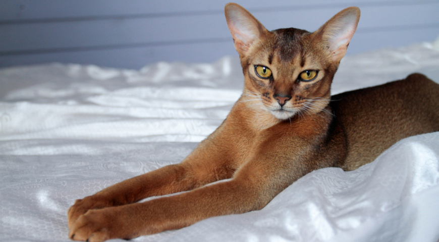 Абиссинская порода кошек (Abyssinian Cat)