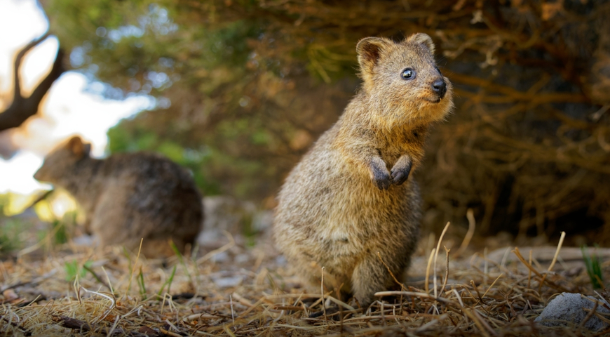 Квокка (Setonix brachyurus, Quokka), или короткохвостый кенгуру