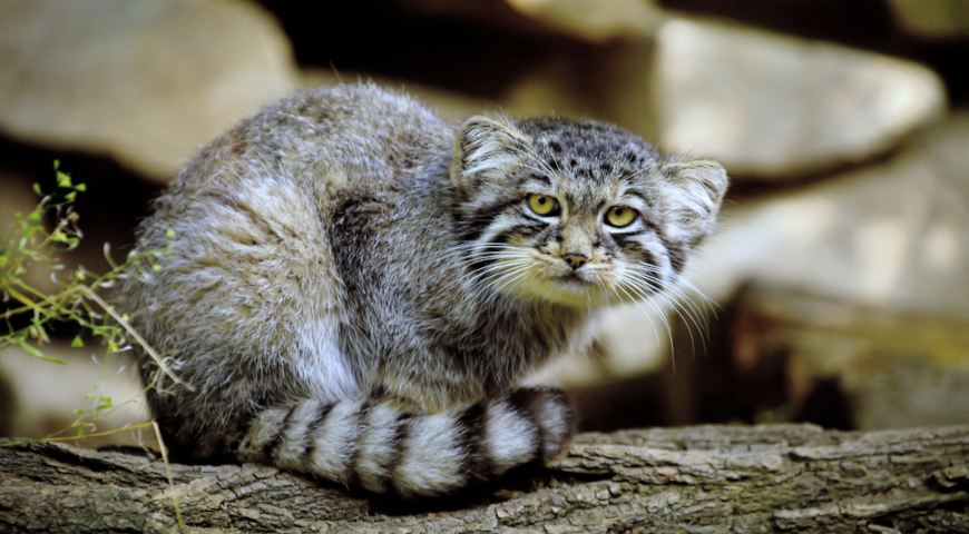 Манул (Otocolobus manul)