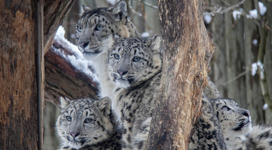Снежный барс (Panthera uncia), или ирбис 