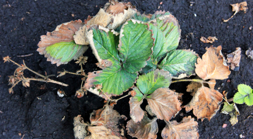 Фузариозное увядание (Fusarium Oxysporum) клубники