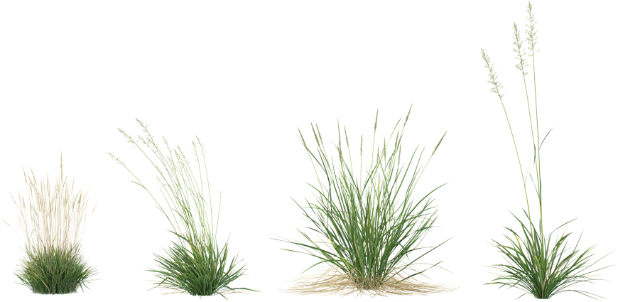 Келерия сизая (Koeleria glauca)