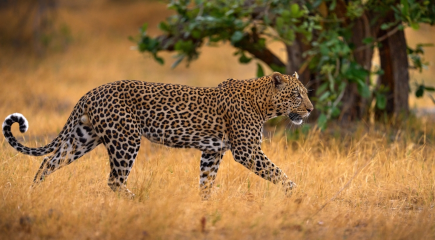 Леопард (Panthera pardus)