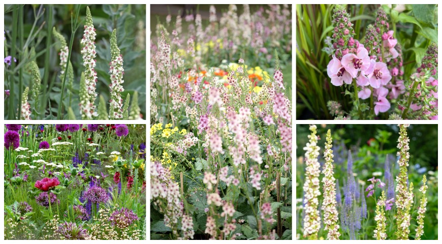 Коровяк (Verbascum)