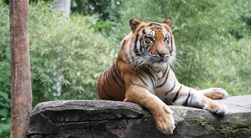 Амурский тигр (Panthera tigris altaica)