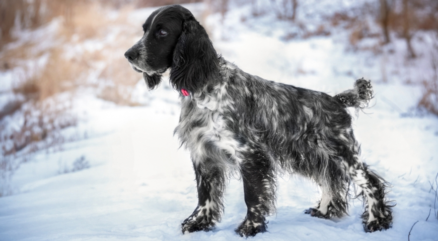 Русский охотничий спаниель (Russian hunting spaniel)