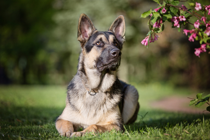 Восточноевропейская овчарка (East-European shepherd)