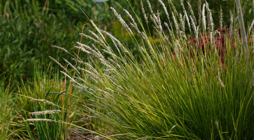 Сеслерия (Sesleria)