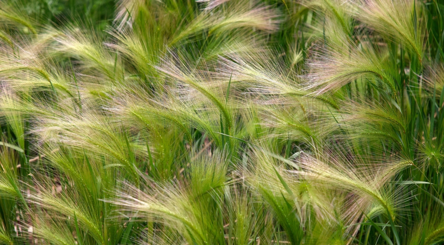 Ячмень гривастый (Hordeum jubatum)
