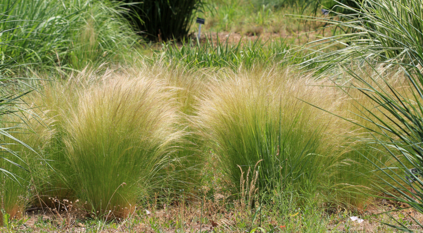Ковыль перистый (Stipa pennata)