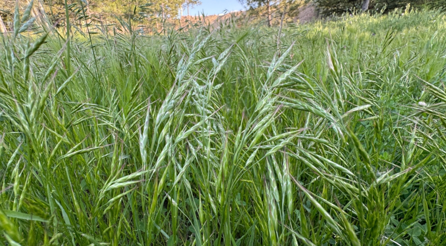 Кострец калифорнийский, или кострец горный (Bromus carinatus)
