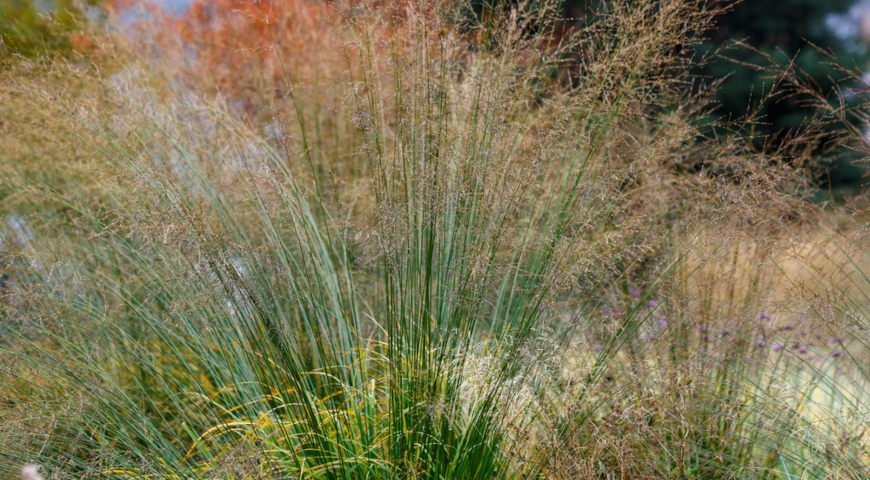 Молиния тростниковая  (Molinia arundinacea) 