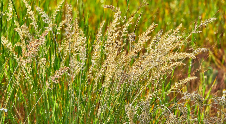 Келерия крупноцветковая (Koeleria macrantha)