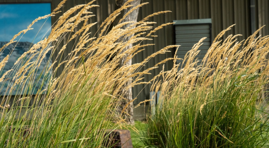 Вейник острый (Calamagrostis acutiflora)