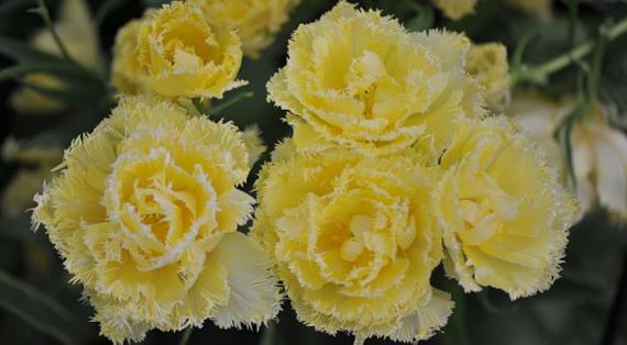 Интересные тюльпаны с бахромой на 2026 год, топ-8 сортов