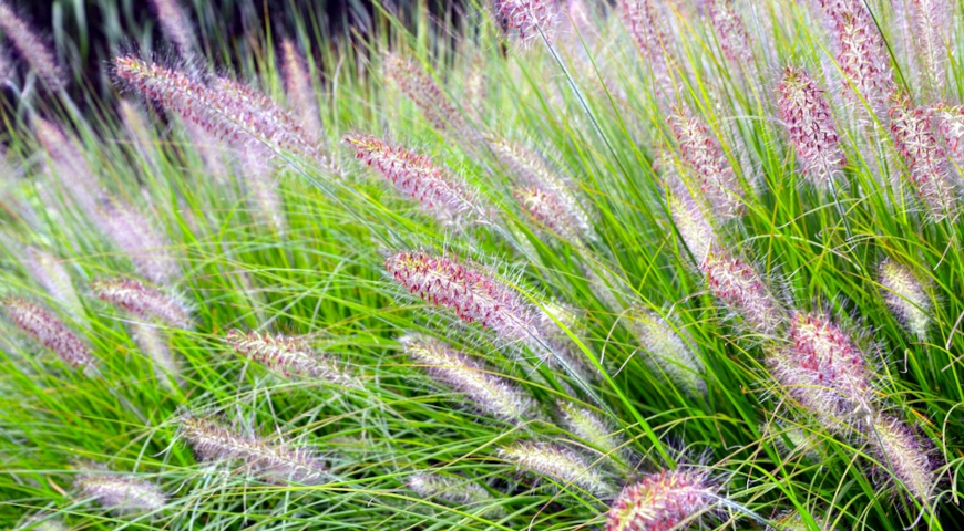 Пеннисетум лисохвостный (Pennisetum alopecuroides)