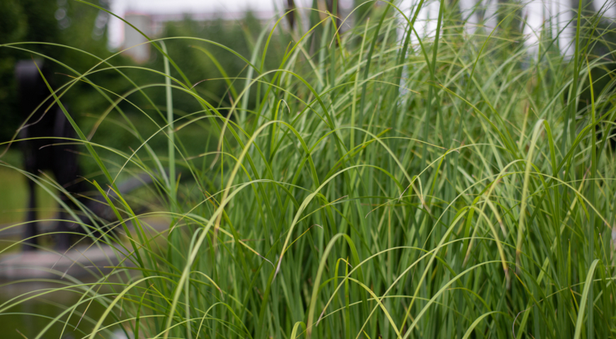 Спартина пониклая, перистая, или гребенчатая (Spartina pectinata) 