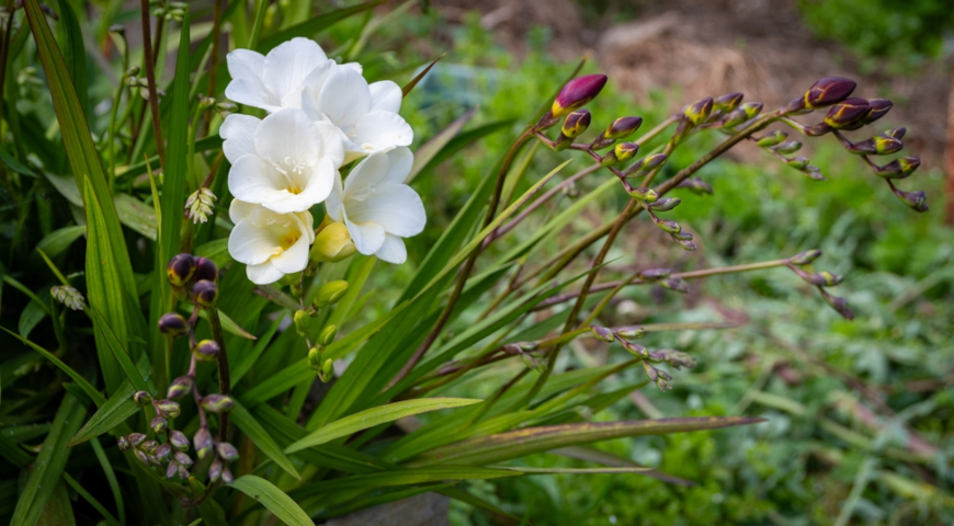Фрезия Single White в саду