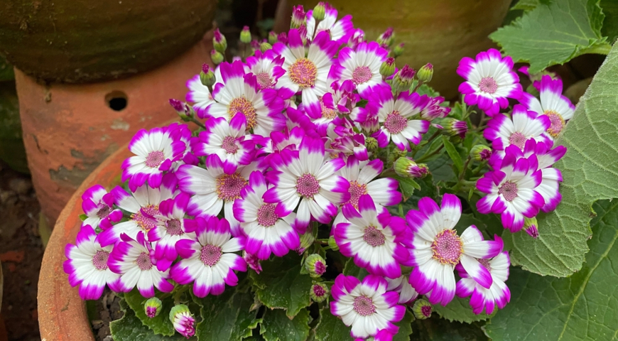 Перикаллис садовый (Pericallis x hybrida)