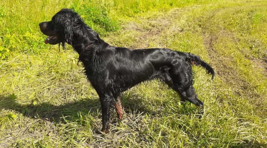 Шотландский сеттер (гордон-сеттер, The Gordon Setter) 