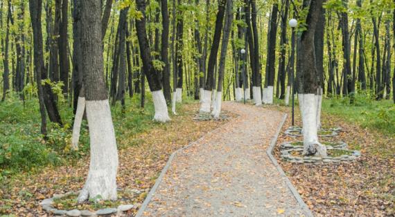 Побелка стволов деревьев в России: от агротехники к мифологии