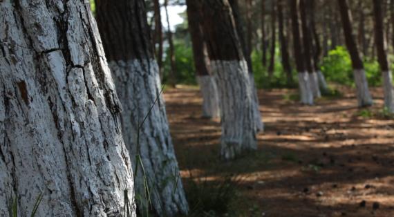 Эксперты разъяснили, почему белить туи и другие хвойные вредно