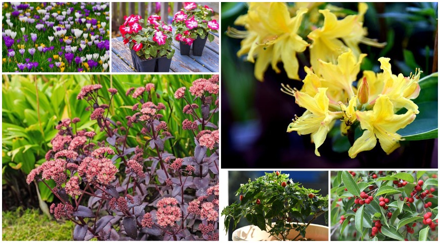 6 растений для продвижения в 2026 году