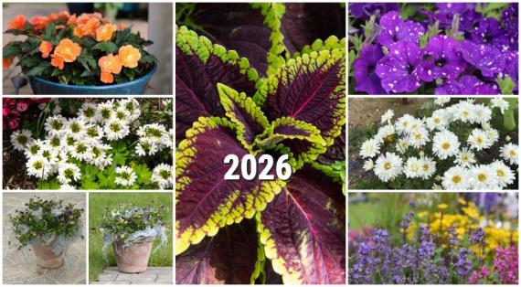 Новинки декоративных растений 2026 года, включая сорта с генетической устойчивостью