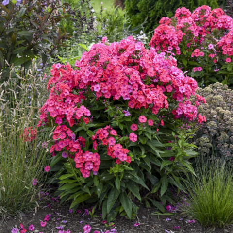 Флокс метельчатый LUMINARY® Sunset Coral (Фото: https://www.waltersgardens.com)