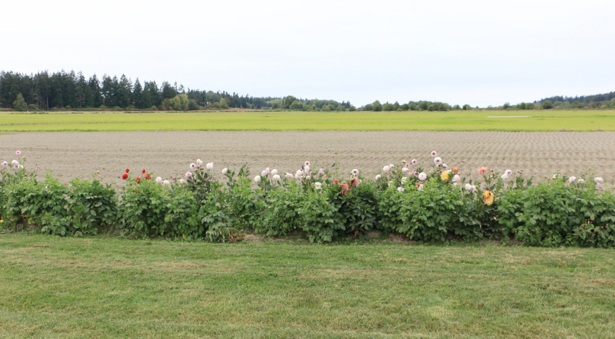Посадки георгинов около поля