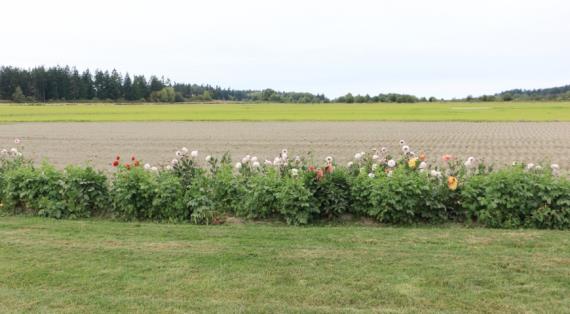 Посадки цветочных растений увеличивают защиту полей от вредителей на 70%