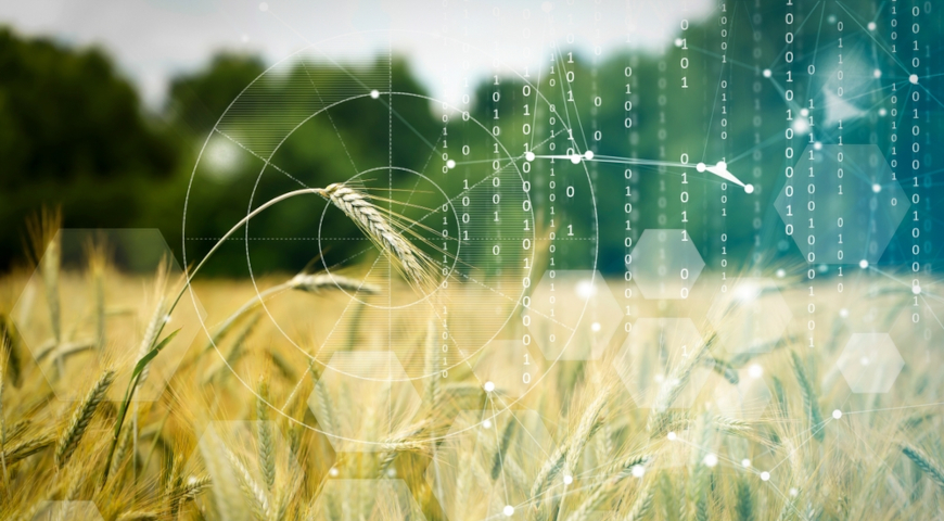 Генные исследования на примере пшеницы, наука